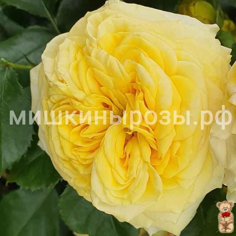 Лемон помпон (Lemon Pompon) - Чайно-гибридные розы - Розы - Каталог